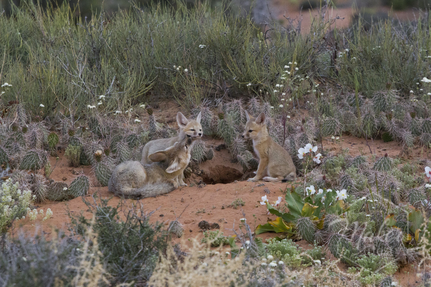 Desert Fox Photograph
