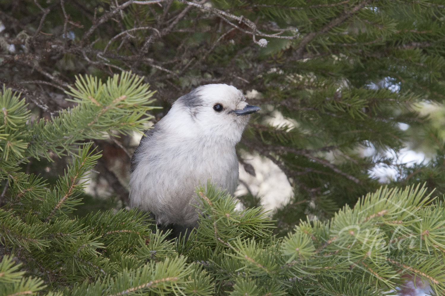 Gray Jay Photograph
