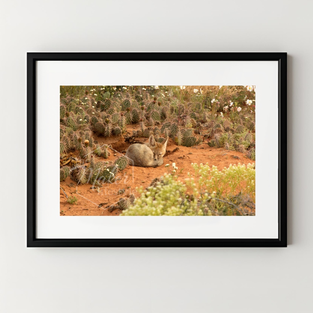 Desert Fox Photograph
