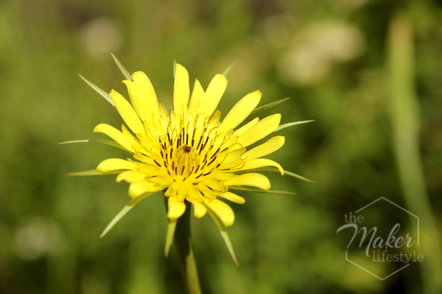Glacier Wildflower Photograph