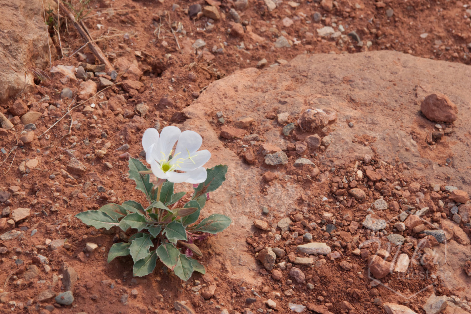 Desert Wildflower Photograph