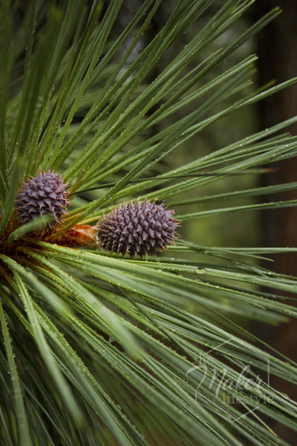 Pine Cone Photograph