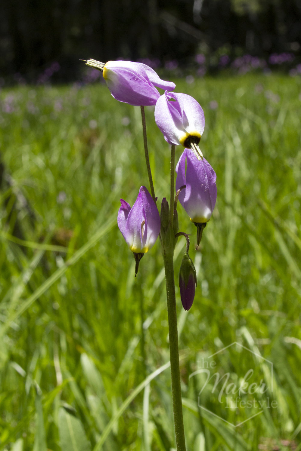 Shooting Stars Wildflower Photograph