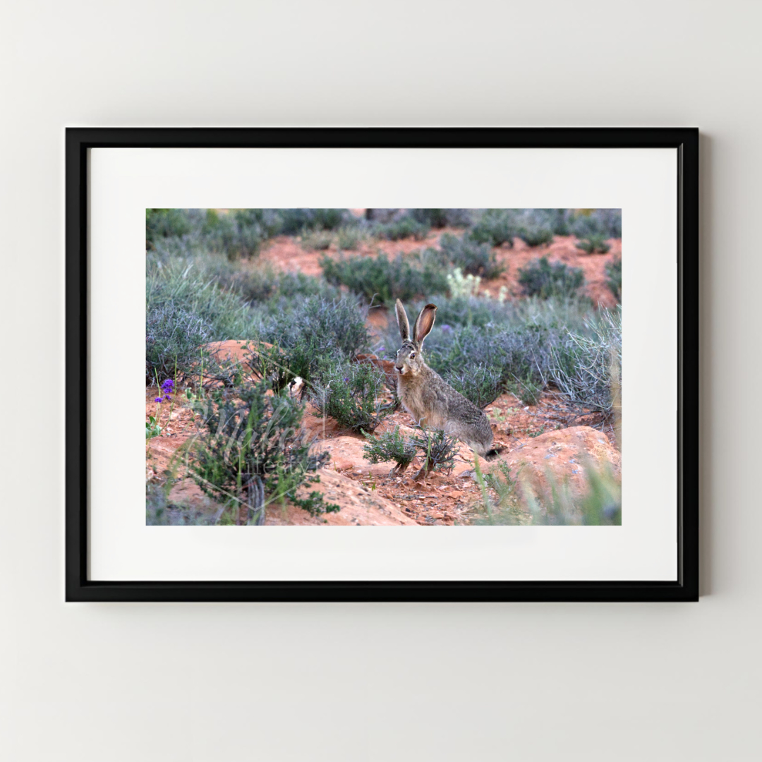 Desert Rabbit Photograph