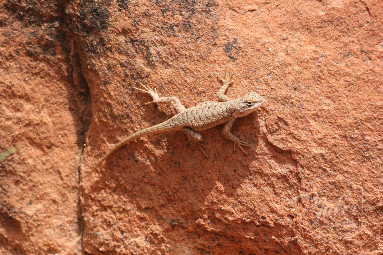 Desert Lizard Photograph