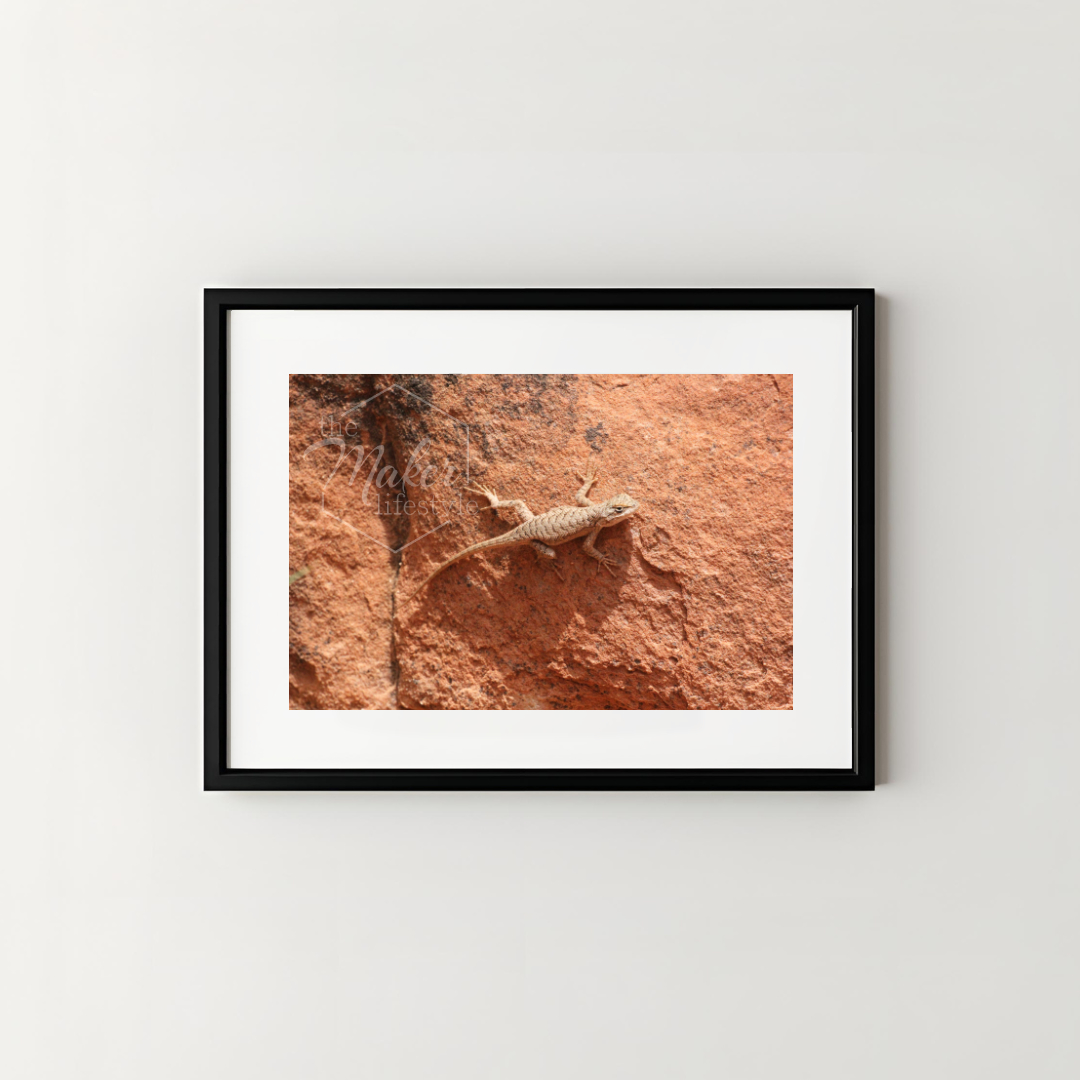 Desert Lizard Photograph