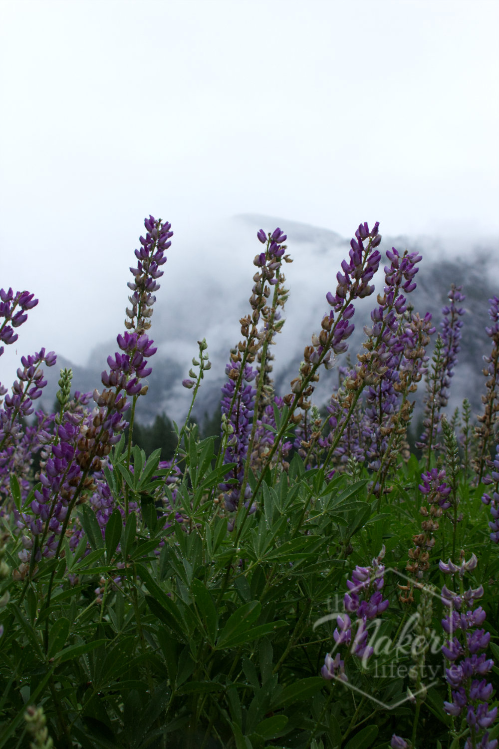 Lupine Photograph