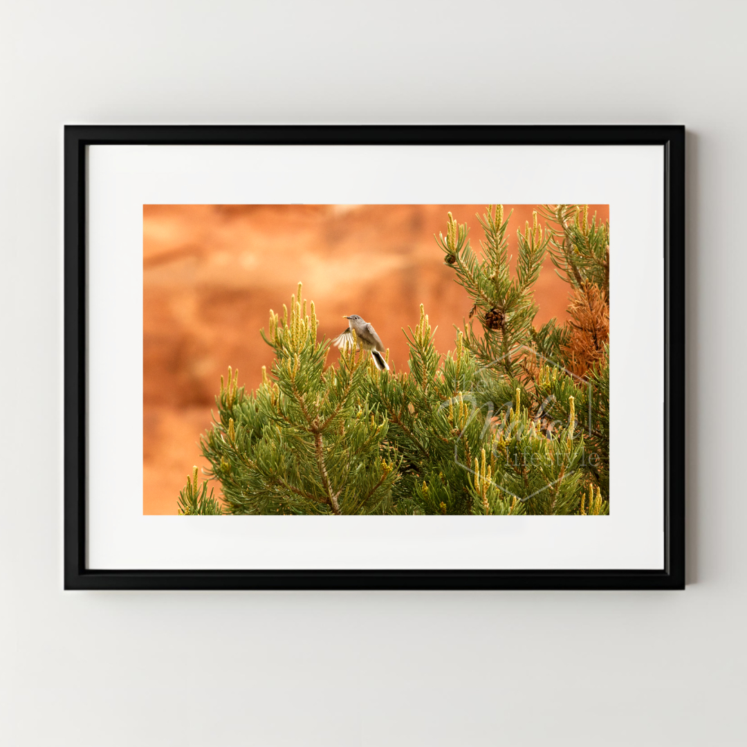 Desert Bird Photograph
