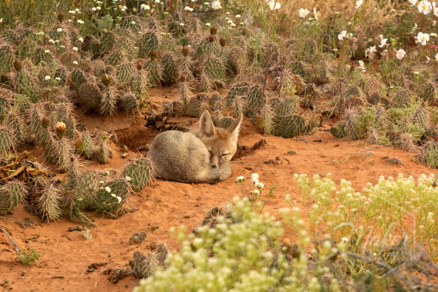 Desert Fox Photograph