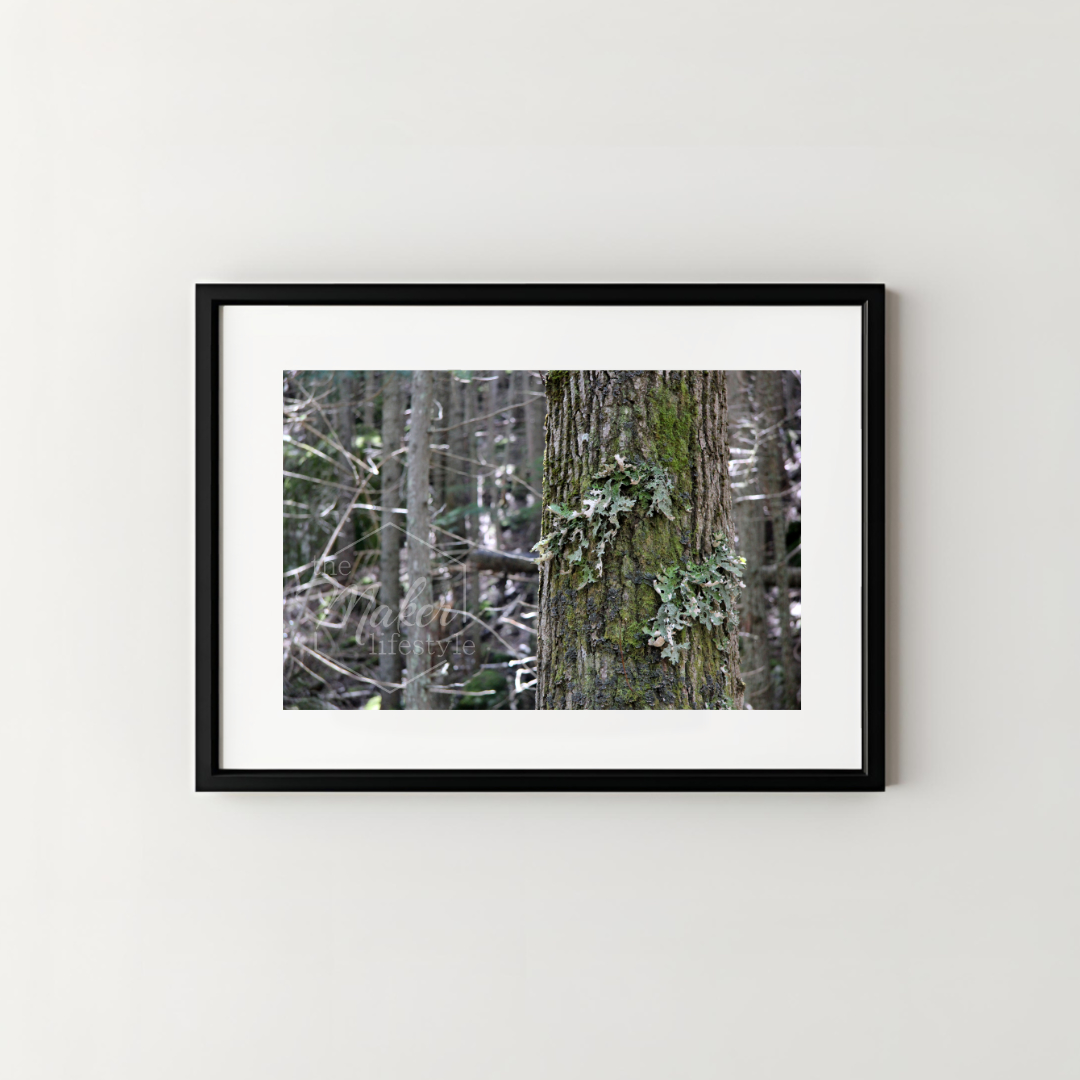 Forest Tree Photograph
