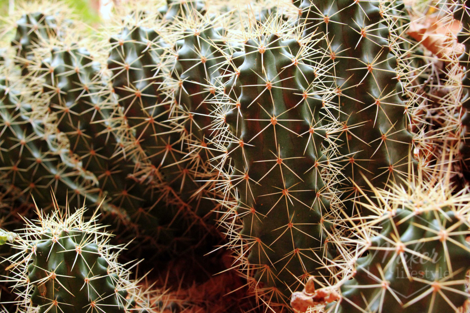 Cactus Photograph