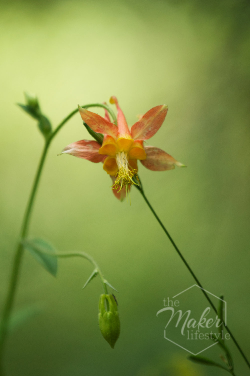 Columbine Wildflower Photograph