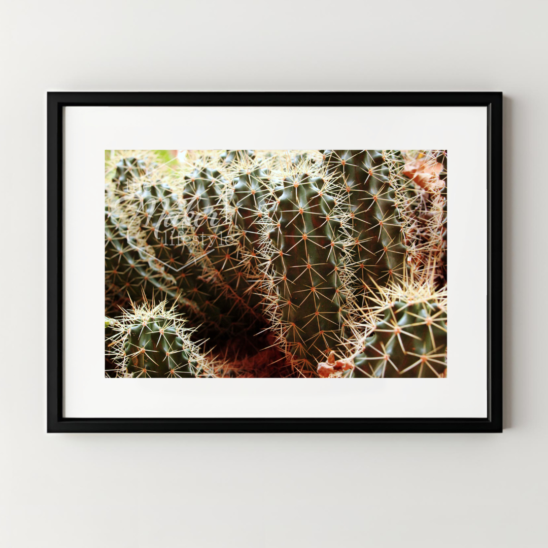 Cactus Photograph