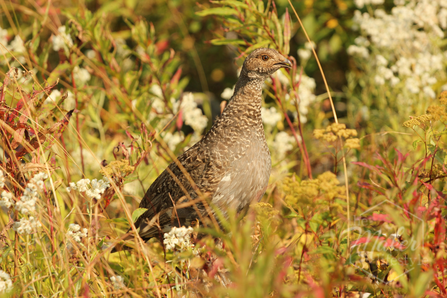 Mountain Grouse Photograph