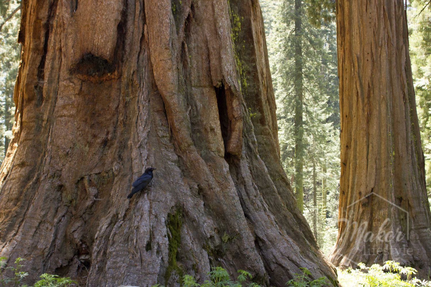 Giant Sequoia Photograph