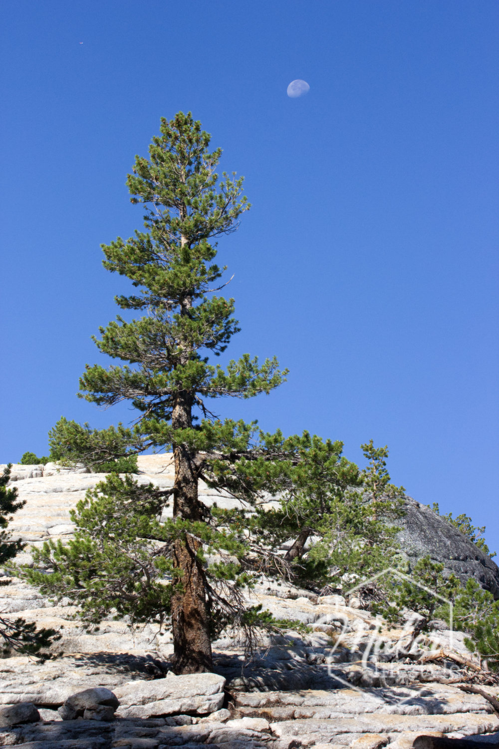 Pine Tree Moon Photograph