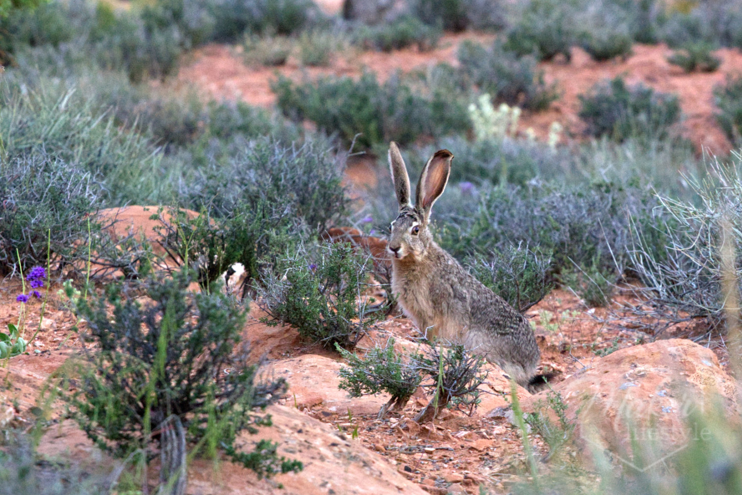 Desert Rabbit Photograph