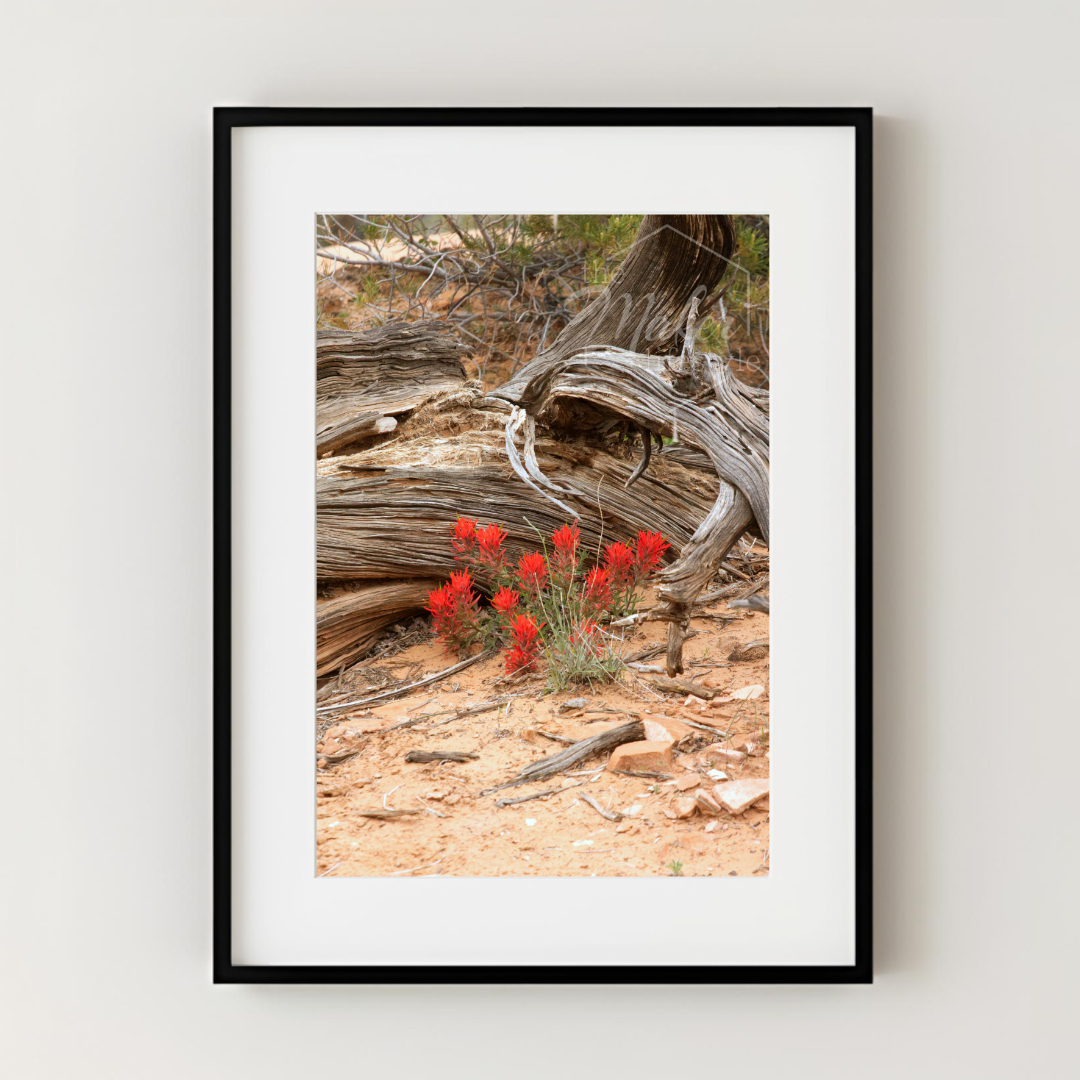 Desert Flowers Photograph
