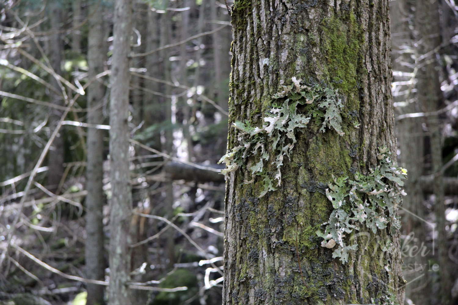 Glacier Lichen Tree Photograph