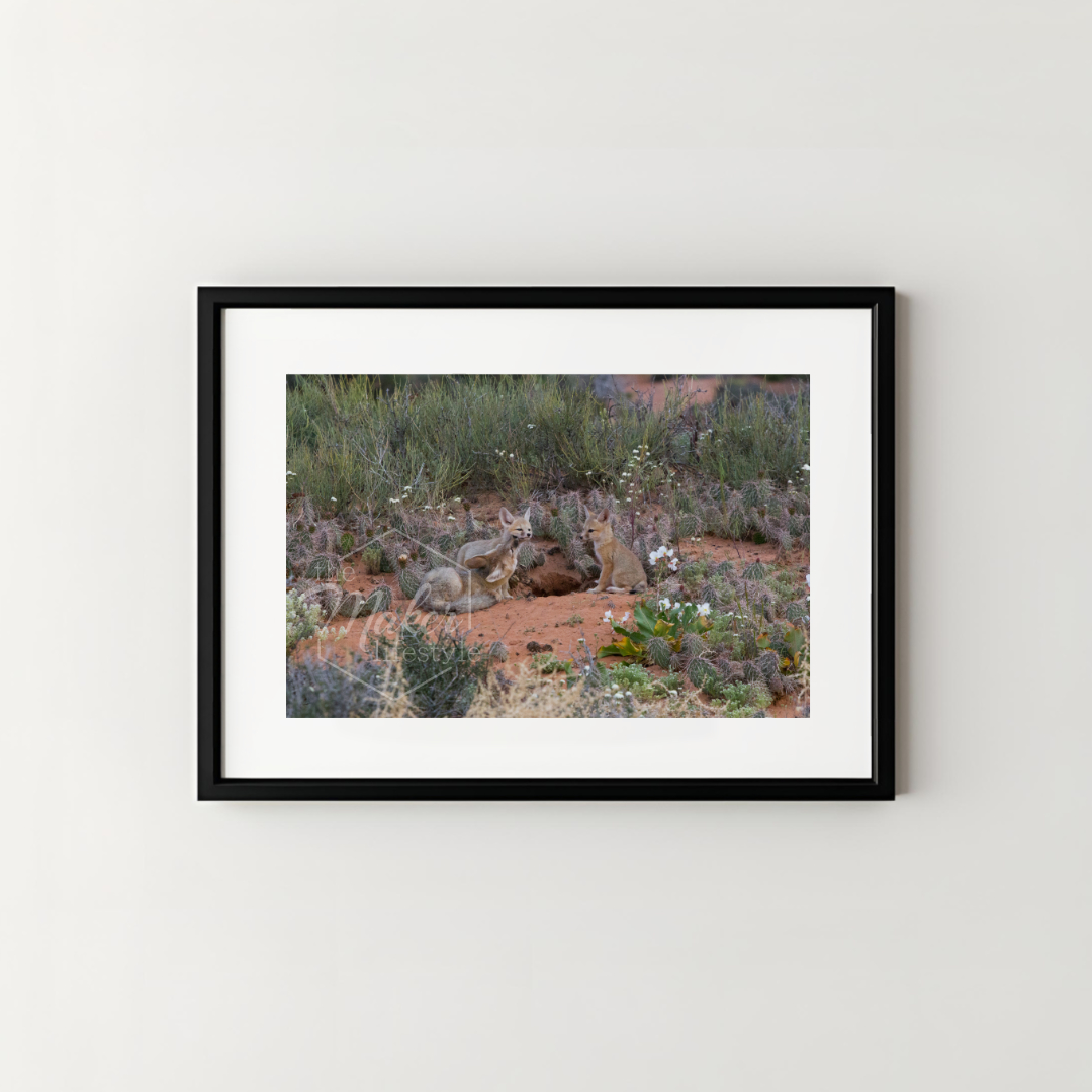 Desert Fox Photograph