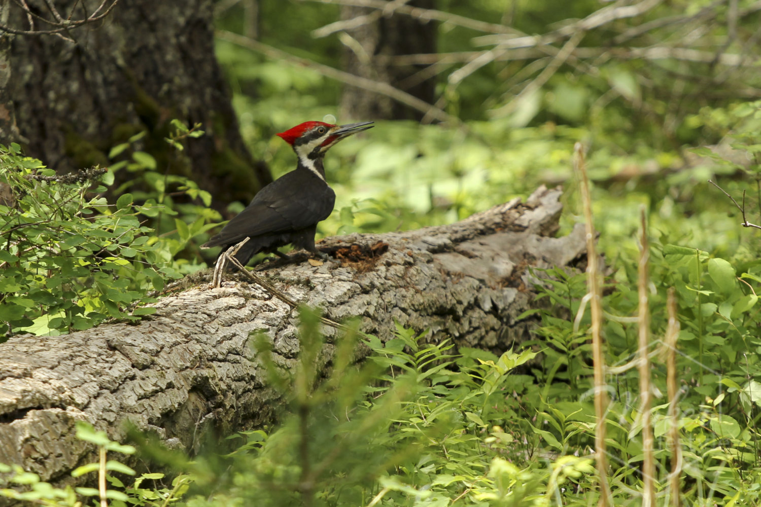 Pileated Woodpecker Photograph