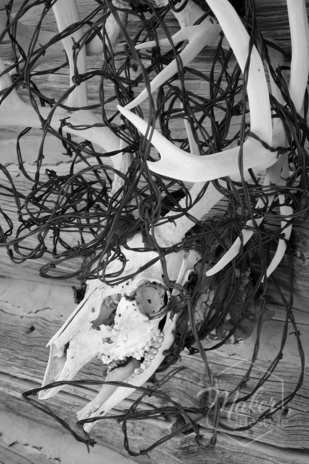 Deer Skull and Barbed Wire Photograph