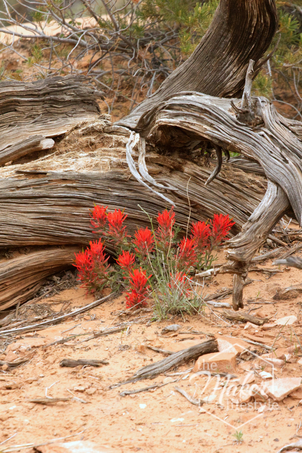Desert Flowers Photograph