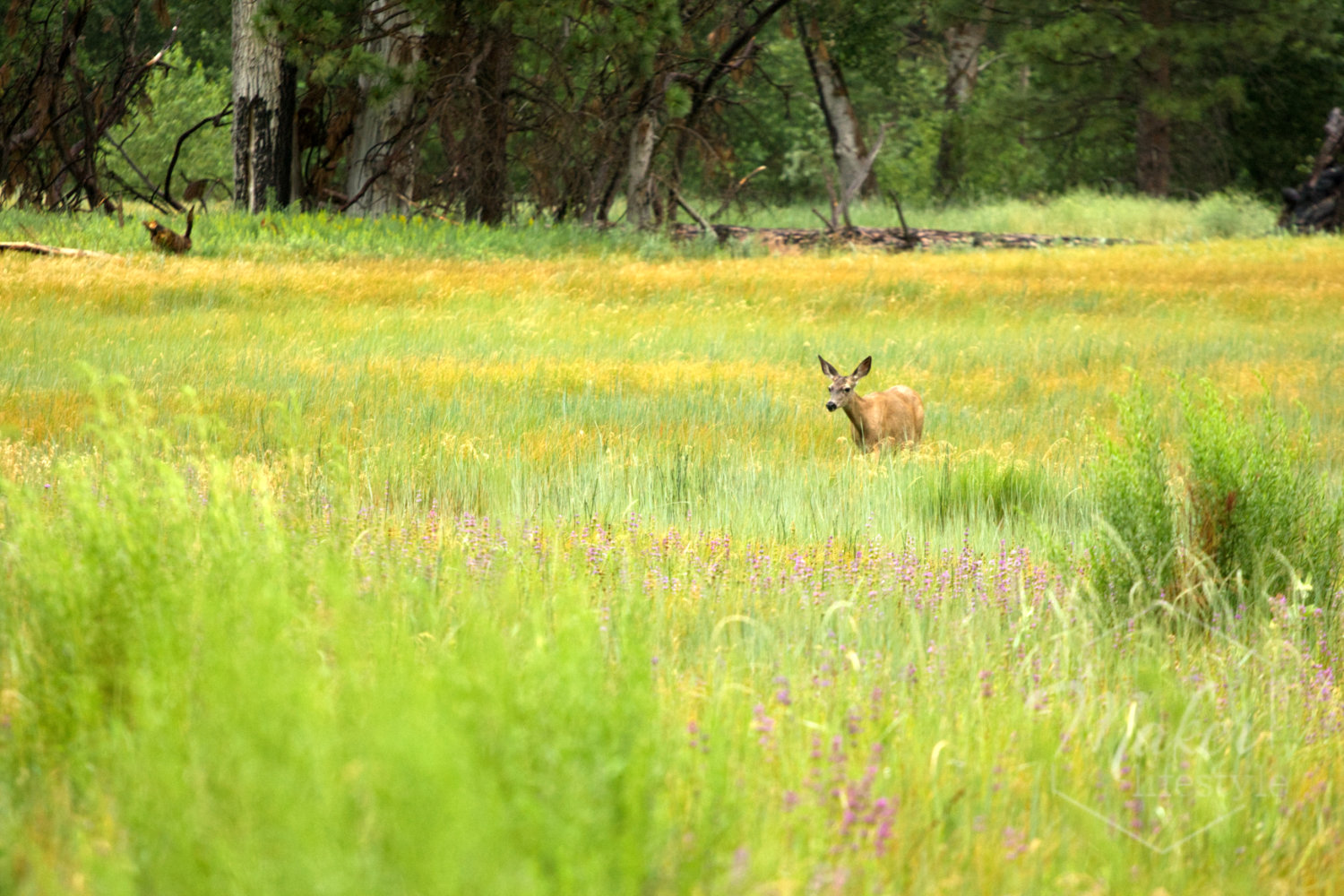 Deer in Meadow Photograph