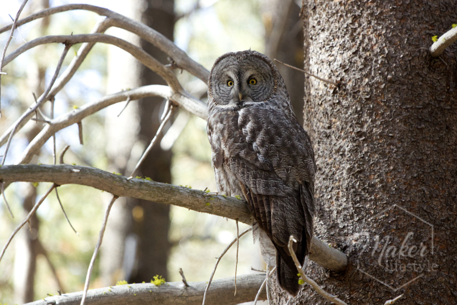 Great Gray Owl Photograph