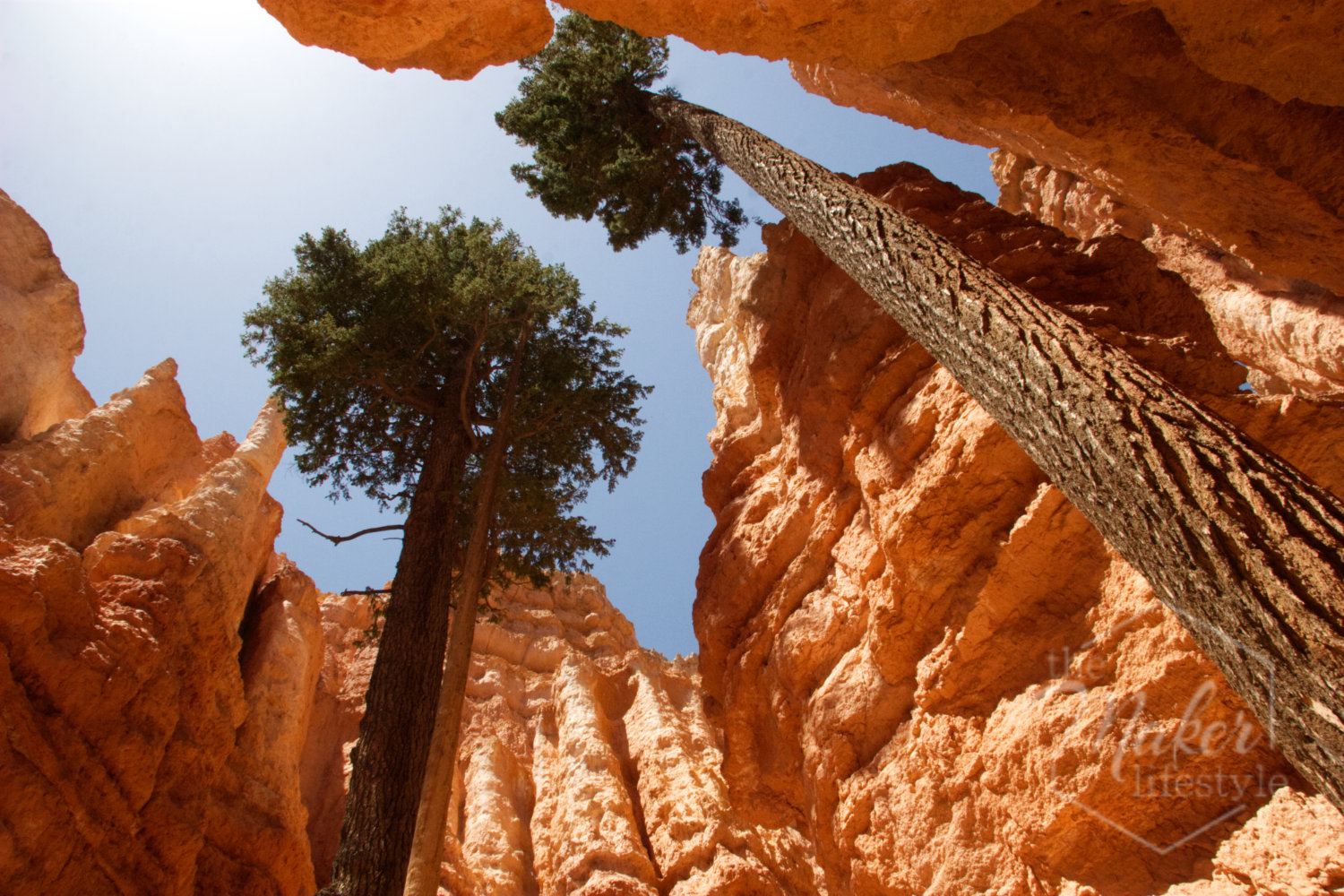 Bryce Canyon Hoodoo Photograph