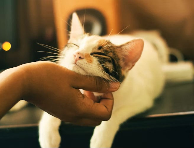 Animal Session (Offline) / Sesja dla Zwierząt (Bez ich udziału)