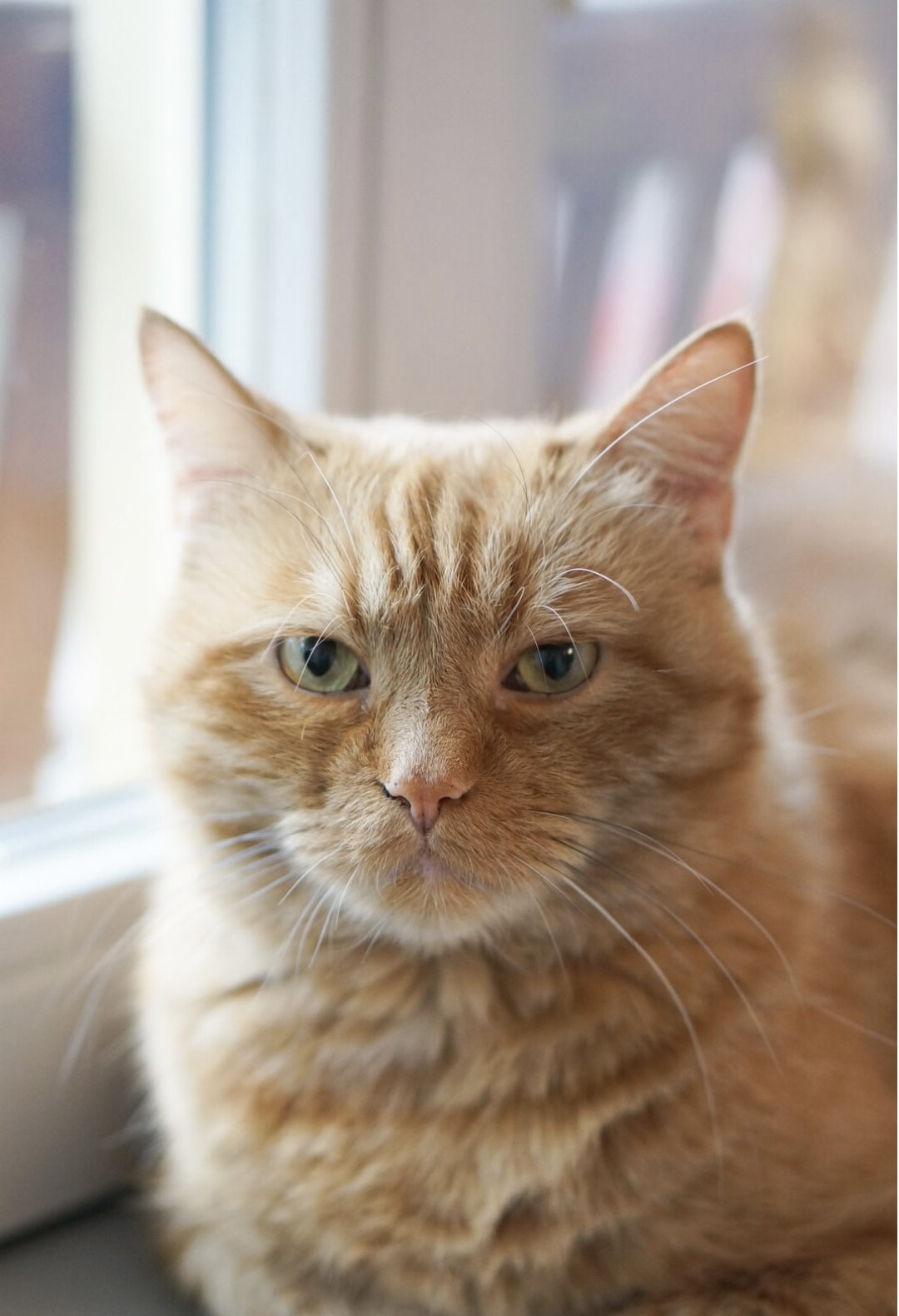 Contact animaux défunts