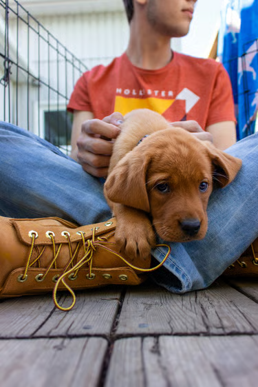 Puppy Training Program