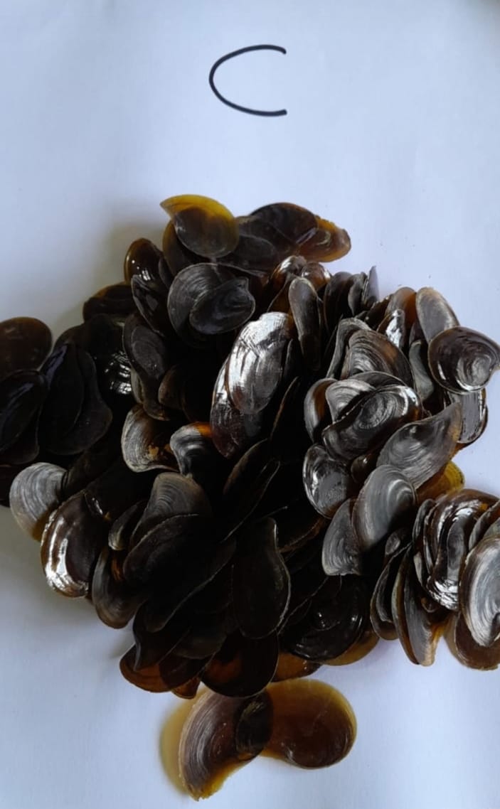 Black Operculum ضفرة سوداء