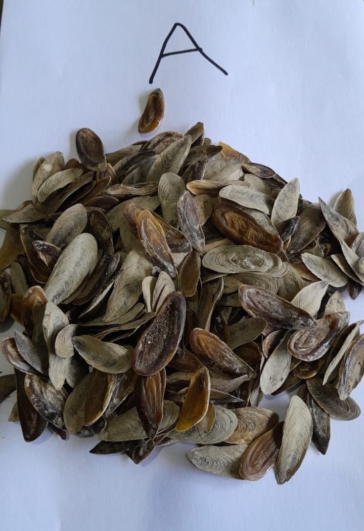 Iraqi Operculum ضفرة عراقي