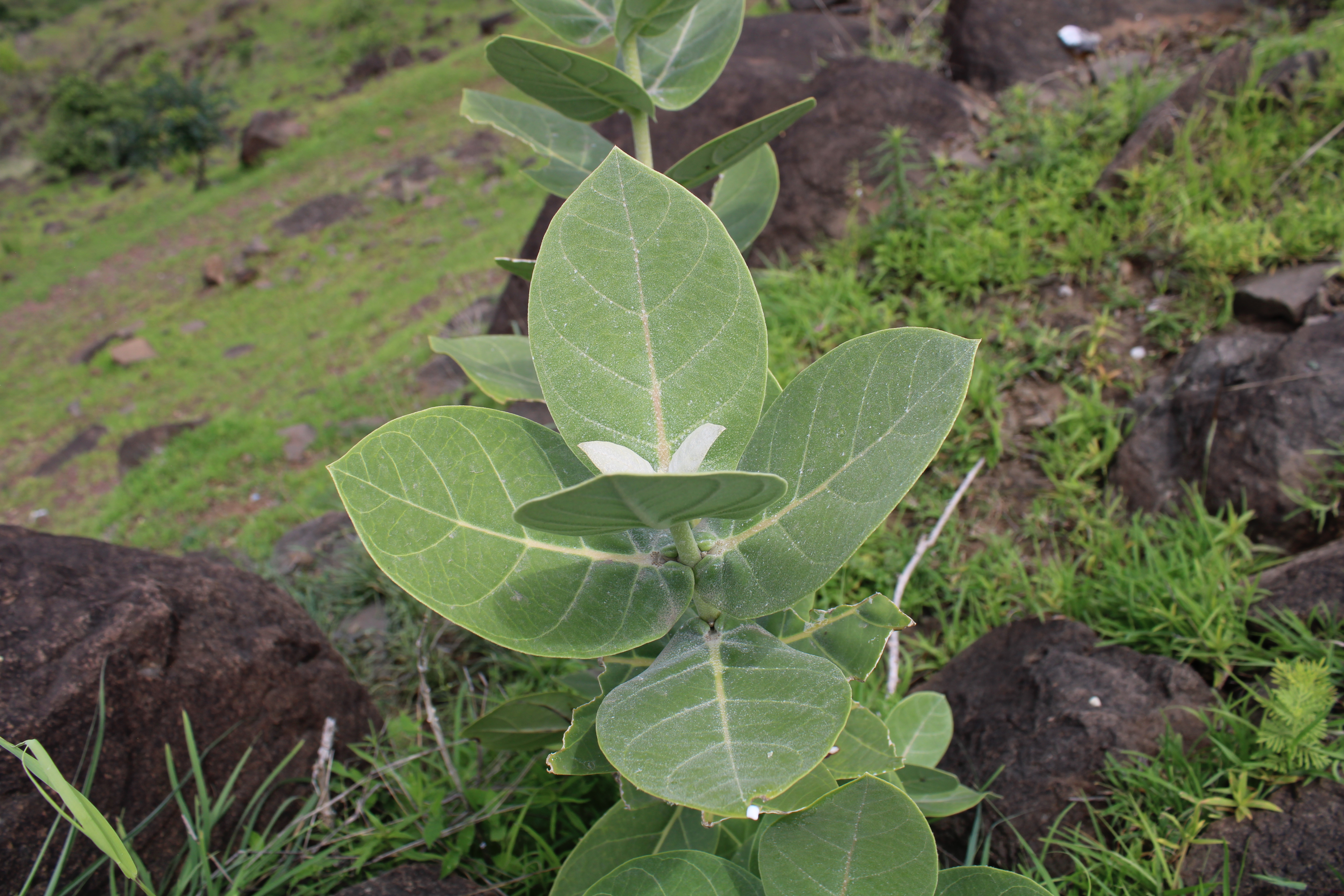 Giant Calotrope Plant - Akta Plant