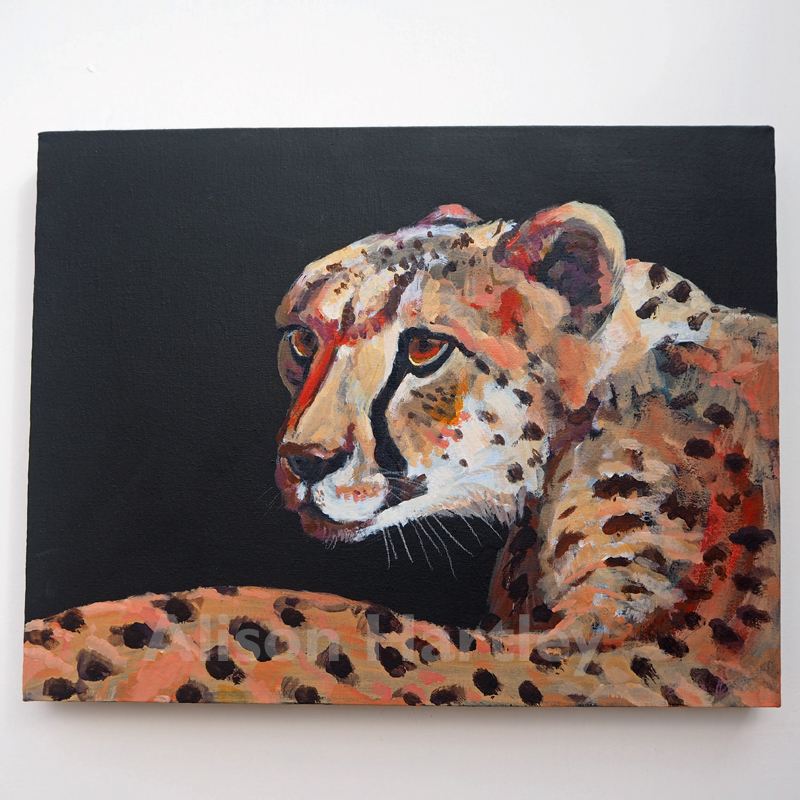Colourful Cheetah
