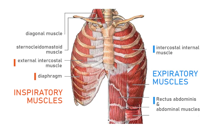 Breathing Dumbbell