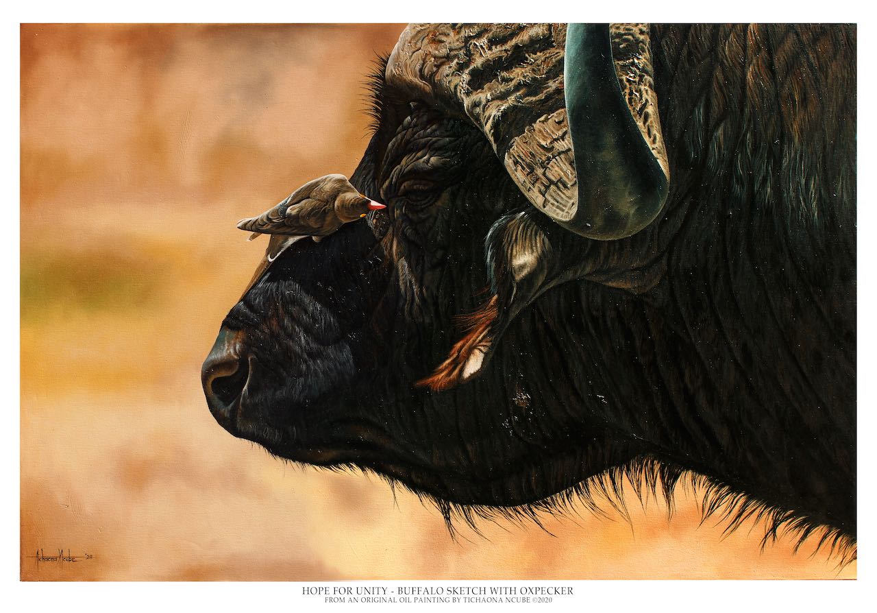 Hope for Unity Buffalo Portrait
