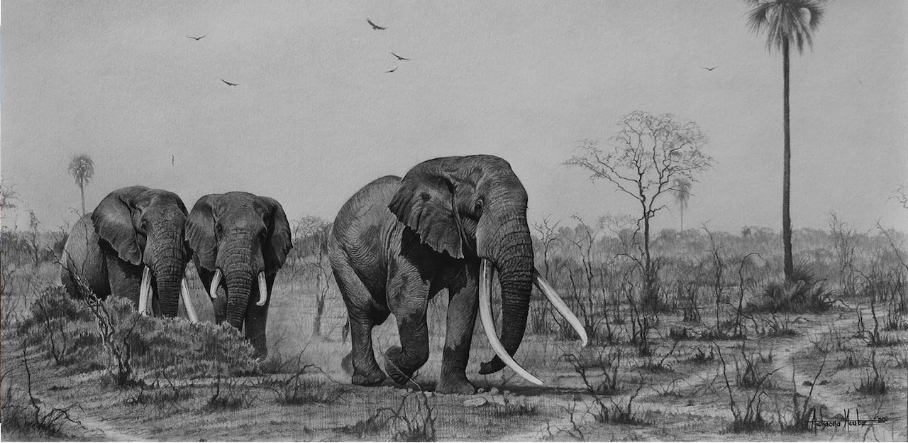 Last Tuskers African Elephant Print