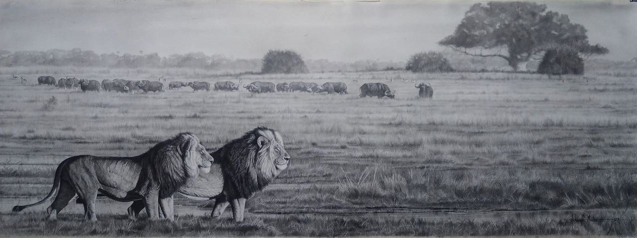 Savannah Pride Pencil Drawing