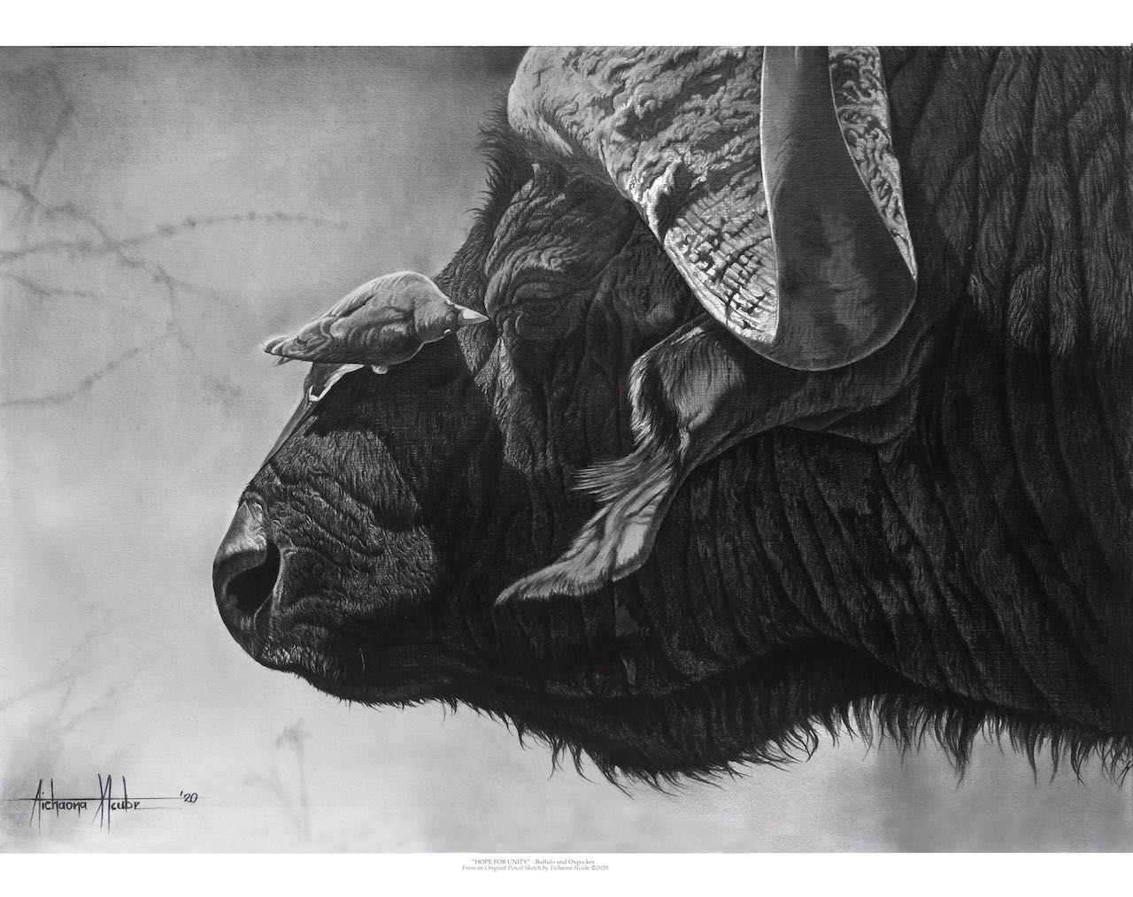 Hope for Unity Buffalo Portrait