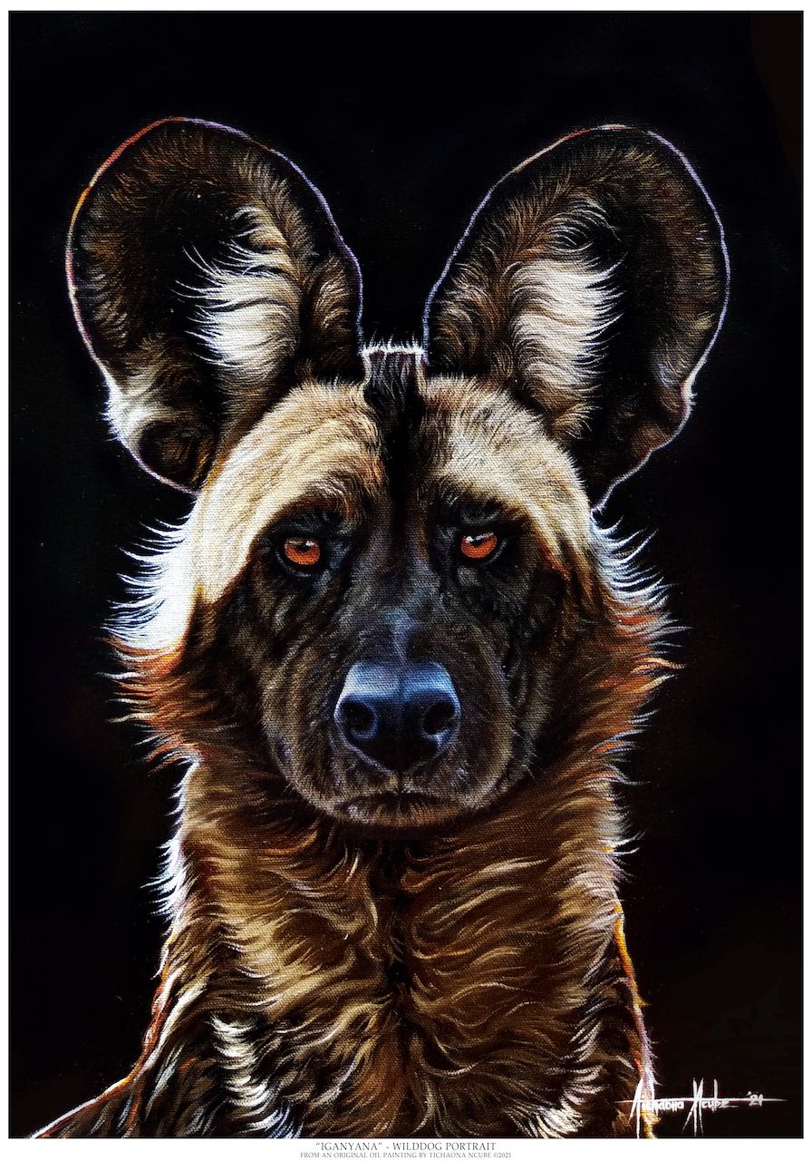 Iganyana; Wild Dog Portrait