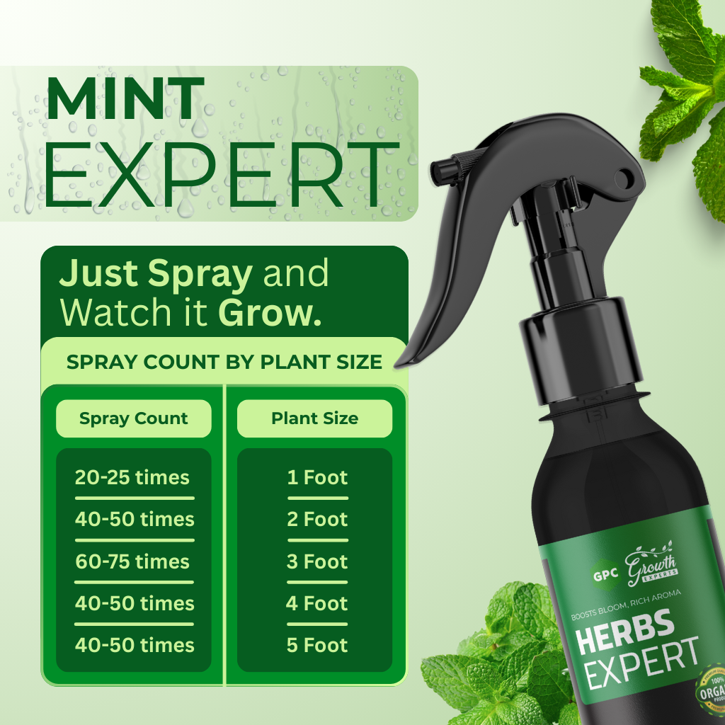 Mint Plant Expert