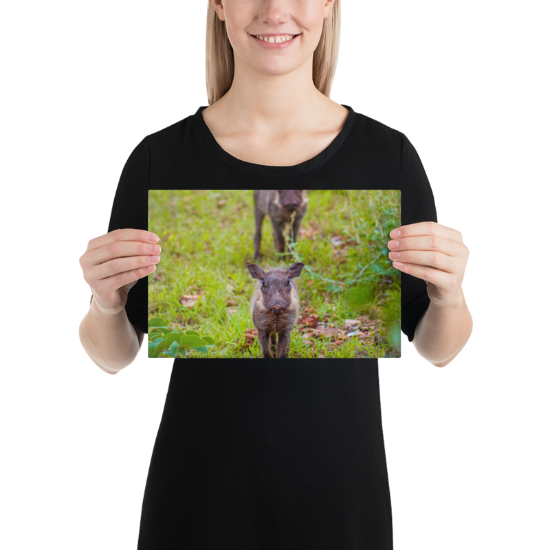 Baby Warthog Canvas Print