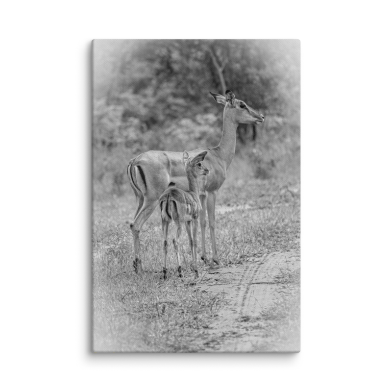 Baby Lookout Impala Print on Canvas