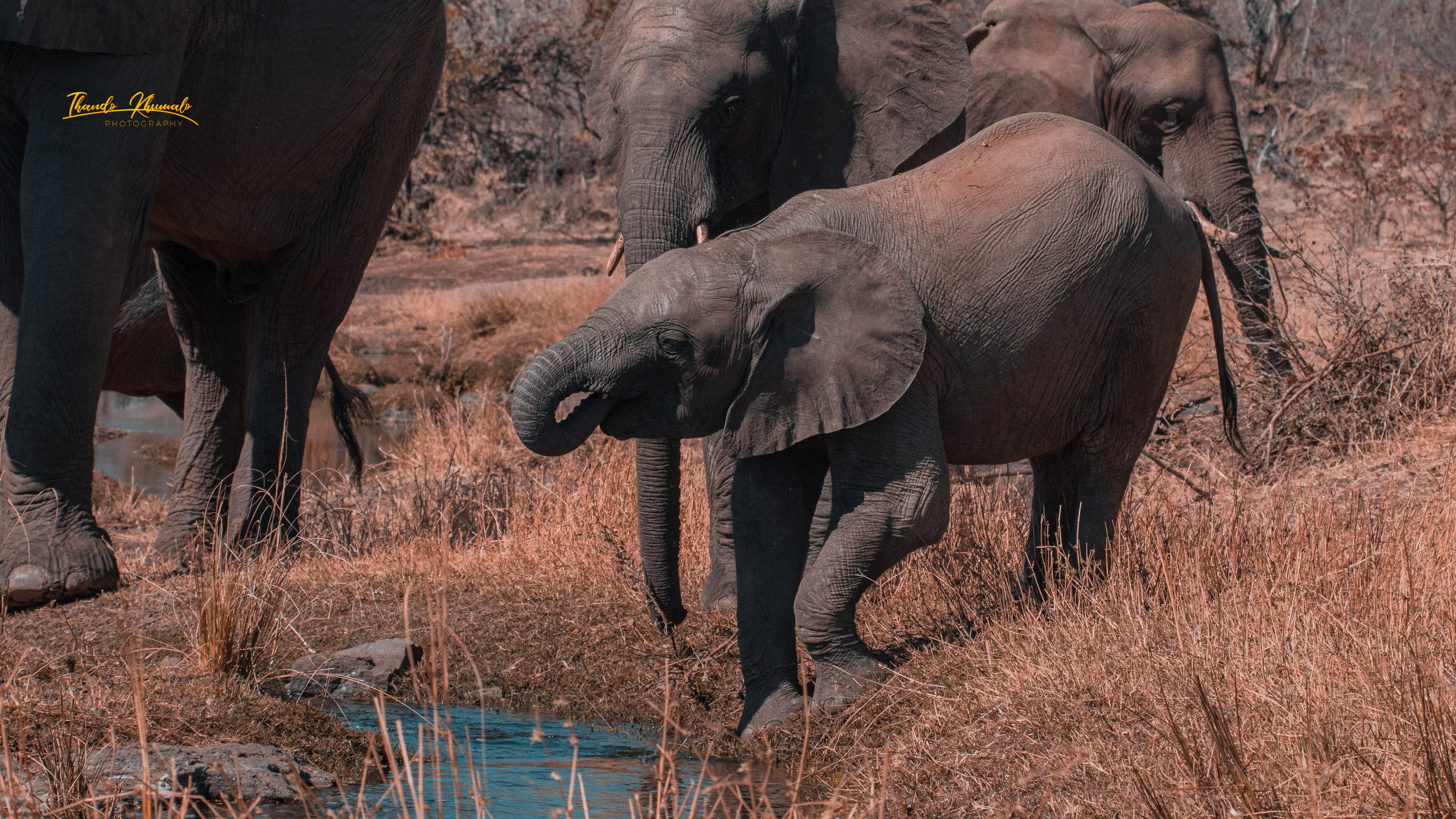African Elephant Calf