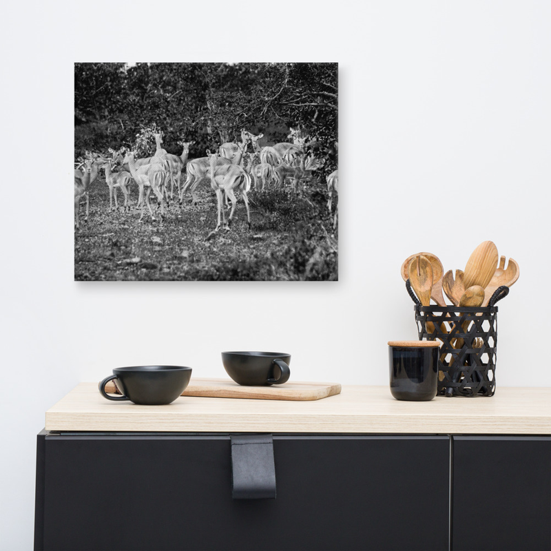 Before the Chaos Impala Canvas