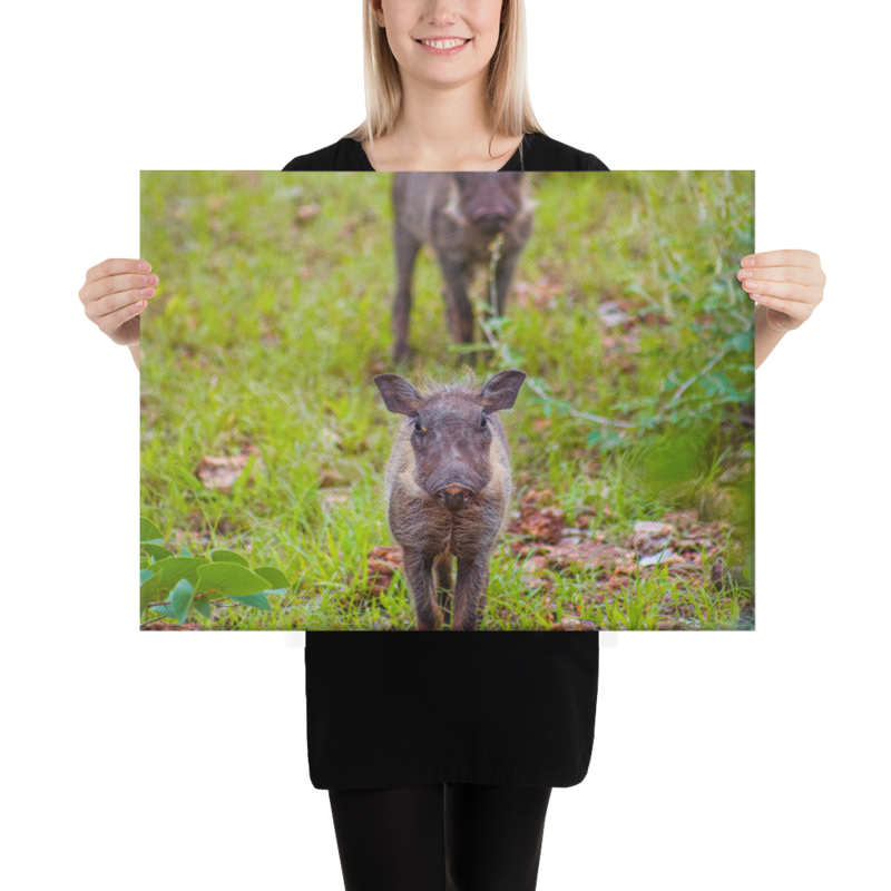 Baby Warthog Canvas Print