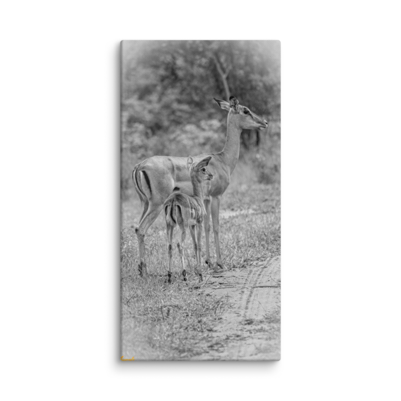 Baby Lookout Impala Print on Canvas